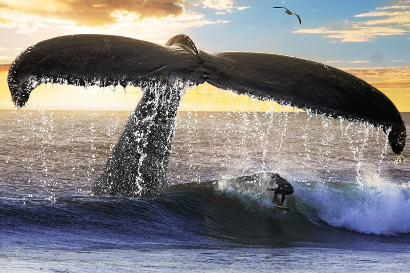 Surfer und Wal