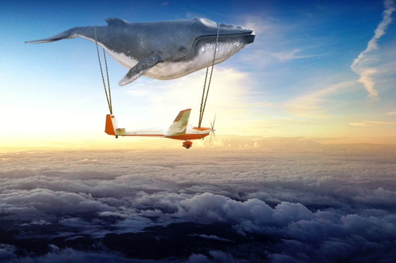 Wal mit Flugzeug